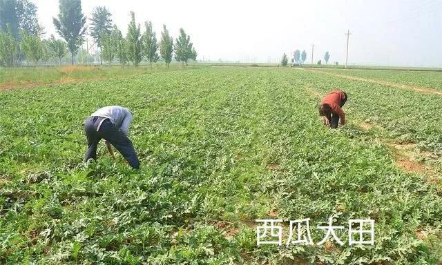 西瓜栽培技术与管理视频教程（大棚西瓜种植与管理技术视频）