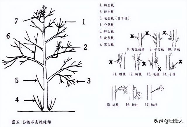 杉木支撑杆供应商（杉木杆支撑杆批发）