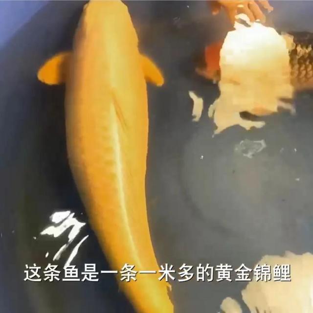 锦鲤鱼苗型号规格（锦鲤鱼苗多少钱一条）