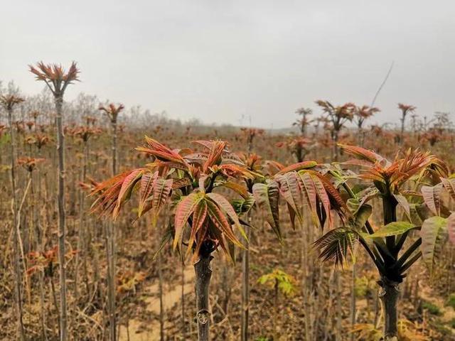 农村千元种植项目（新型农业种植项目）