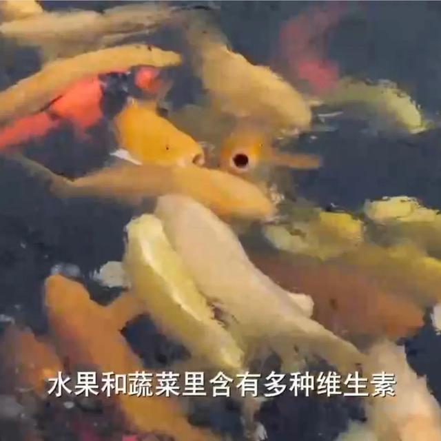 锦鲤鱼苗型号规格（锦鲤鱼苗多少钱一条）