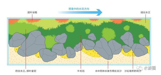 牛毛毡水草种植方法（牛毛毡水草图片）