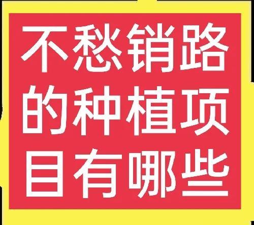 农村千元种植项目（新型农业种植项目）