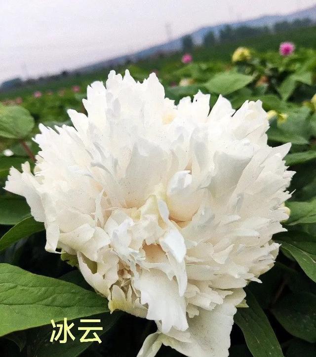 牡丹花有了害虫打什么药（牡丹花病虫害喷什么药）