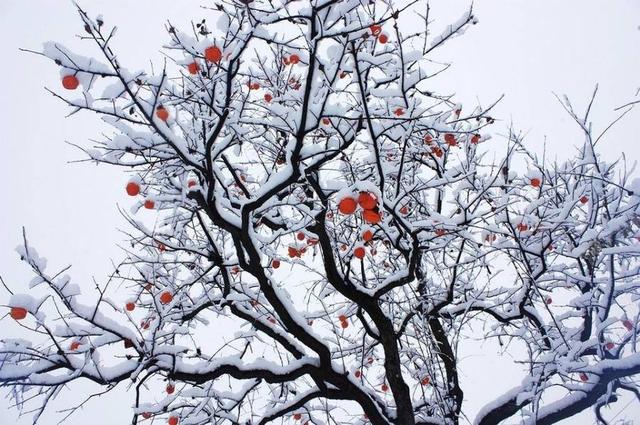 各种水果图片大全大图头像,各种水果图片大全大图卡通