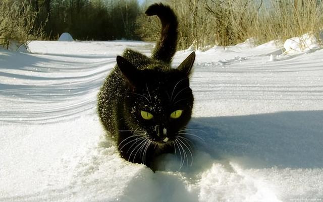 黑猫属于什么品种的猫（黑猫有哪几个品种）