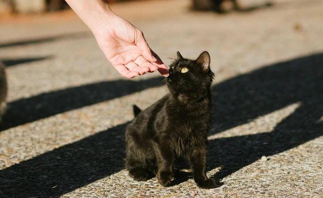 黑猫是什么品种的猫图片，黑猫是什么品种的猫咪