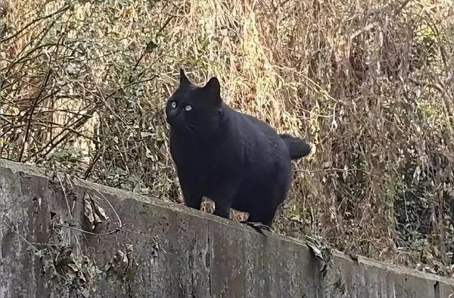 黑猫属于什么品种的猫（黑猫有哪几个品种）