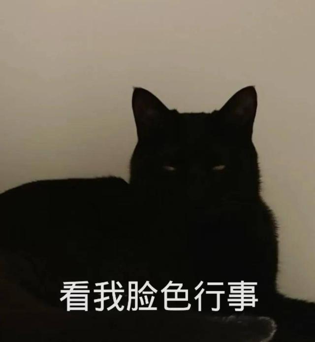 黑猫是什么品种的猫图片，黑猫是什么品种的猫咪