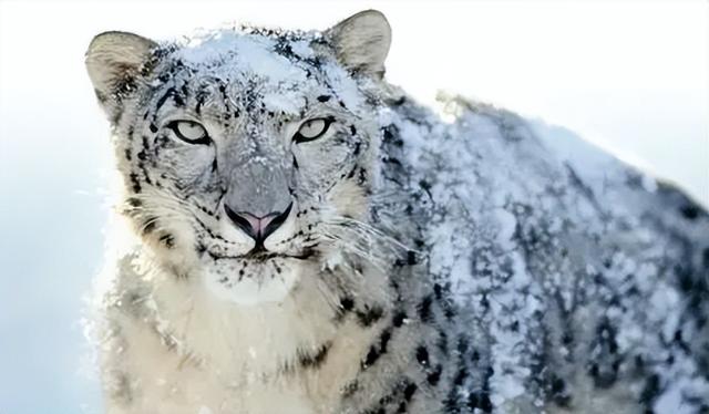 雪豹移防广州真正原因，雪豹干了什么为什么去广州