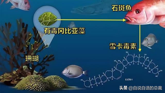 东星斑价格多少钱一斤，东星斑多少钱一斤营养价值