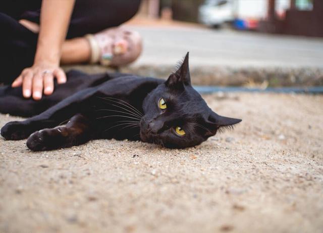 黑猫属于什么品种的猫（黑猫有哪几个品种）