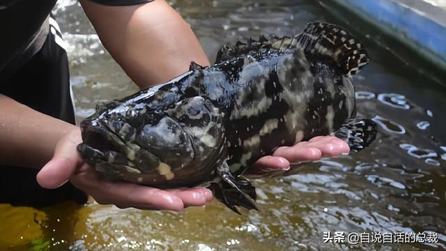 东星斑价格多少钱一斤，东星斑多少钱一斤营养价值