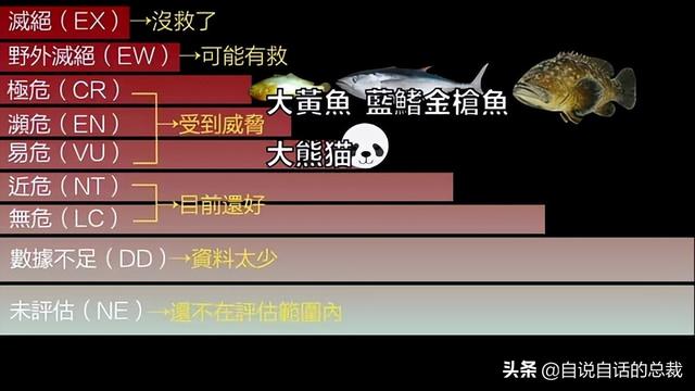 东星斑价格多少钱一斤，东星斑多少钱一斤营养价值