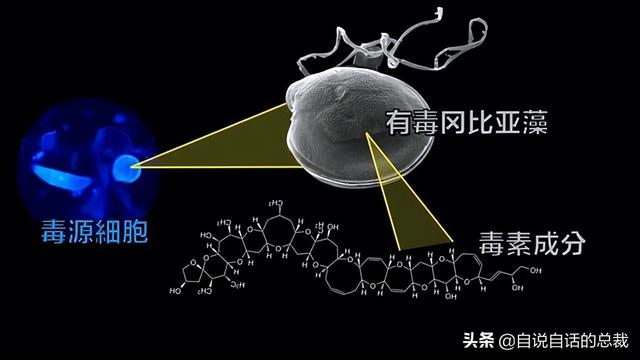 东星斑价格多少钱一斤，东星斑多少钱一斤营养价值