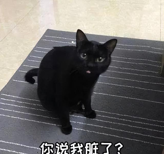 黑猫是什么品种的猫图片，黑猫是什么品种的猫咪