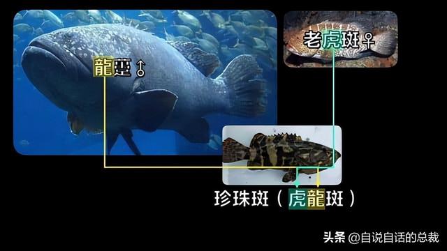 东星斑价格多少钱一斤，东星斑多少钱一斤营养价值