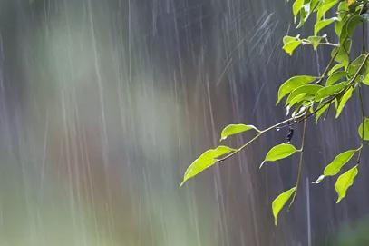 密密的春雨像什么一年级，密密的春雨像什么补充句子