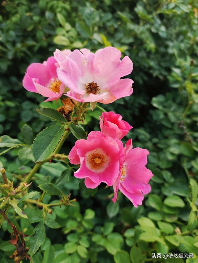 多头蔷薇的花语是什么，红蔷薇的花语是什么