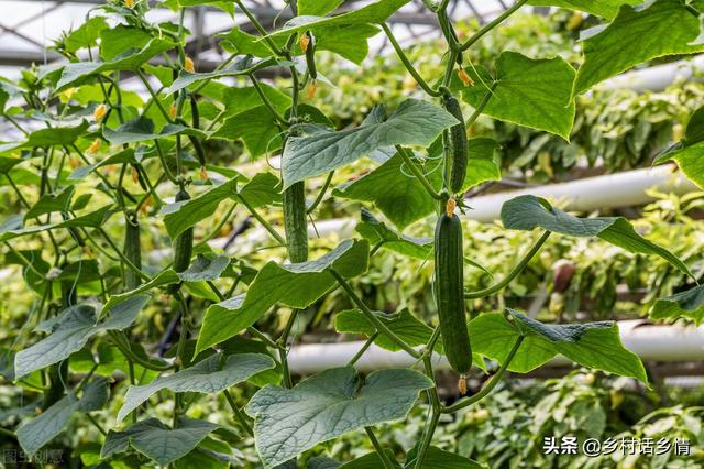 六月份种植什么最合适南方，六月份种植什么最合适水果