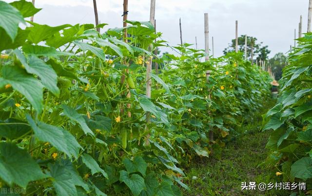 六月份种植什么最合适南方，六月份种植什么最合适水果