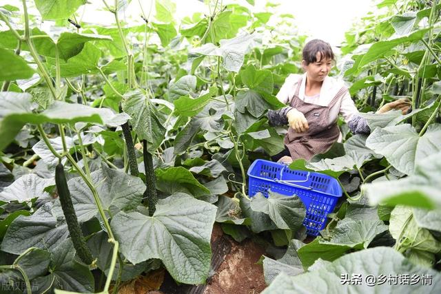 六月份种植什么最合适南方，六月份种植什么最合适水果