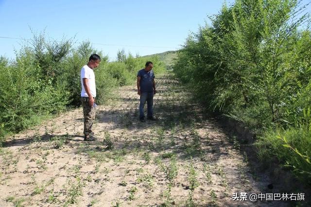 种植药材亩利润三十万，种植药材利润怎么样