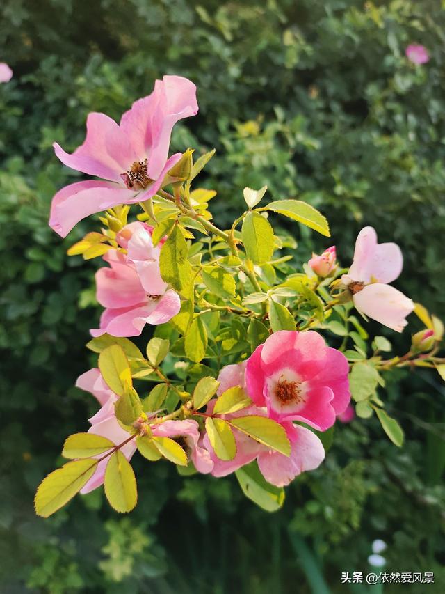 多头蔷薇的花语是什么，红蔷薇的花语是什么