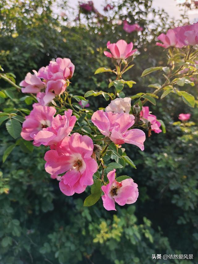 多头蔷薇的花语是什么，红蔷薇的花语是什么