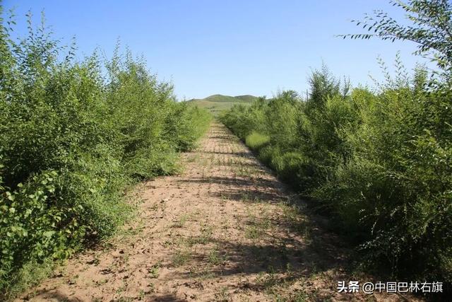 种植药材亩利润三十万，种植药材利润怎么样