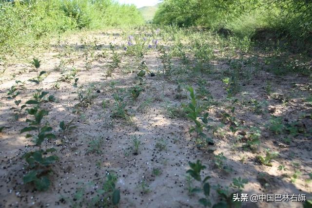 种植药材亩利润三十万，种植药材利润怎么样