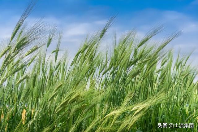 现在的新小麦价格多少钱一斤，今天最新小麦价格多少钱一斤