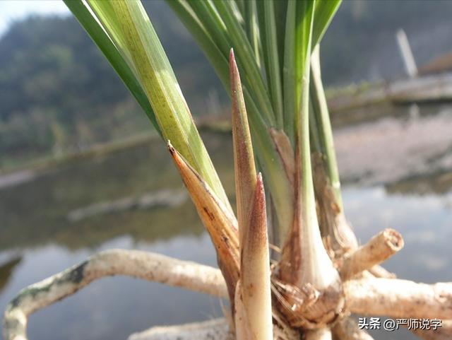 草内芮怎么念，草内芮怎么读