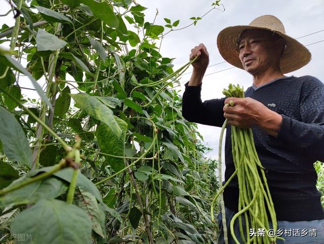 六月份种植什么最合适南方，六月份种植什么最合适水果