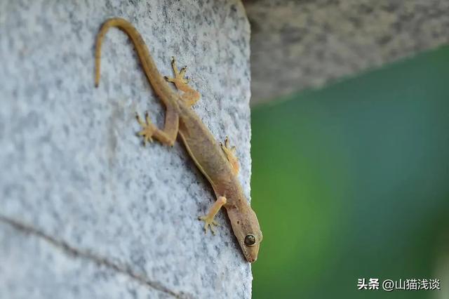 壁虎怎么驱赶最有效方法，壁虎怎么驱赶最有效方法视频