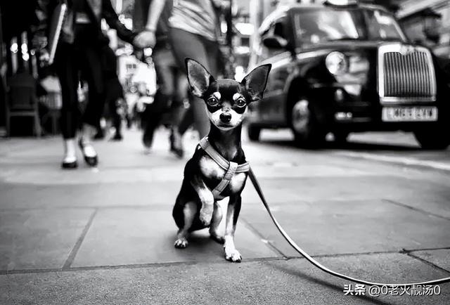 清华大学四大校草图片,清华大学四大校草图片高清