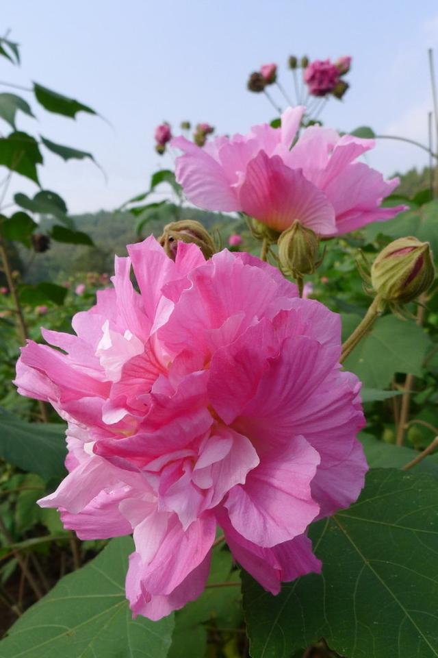 形容女人出水芙蓉是什么意思啊句子,形容女子出水芙蓉