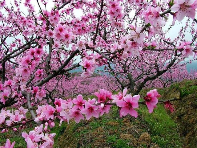 形容女人出水芙蓉是什么意思啊句子,形容女子出水芙蓉