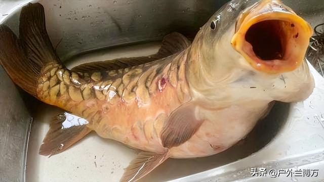 像鲫鱼没有鱼鳞的鱼是什么鱼,像鲫鱼没有鱼鳞的鱼是什么鱼图片