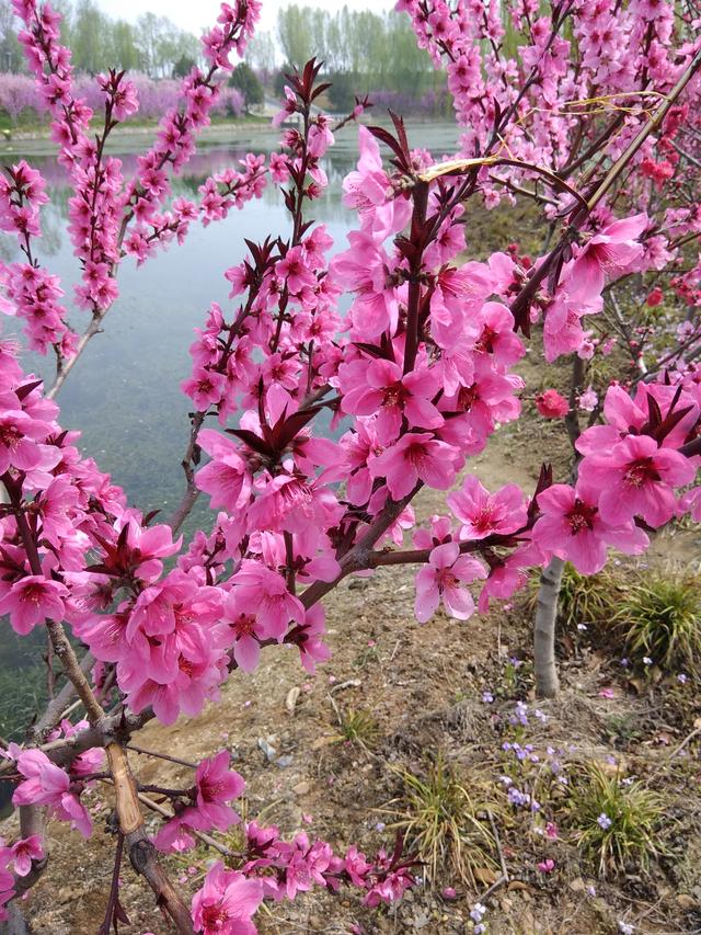 形容女人出水芙蓉是什么意思啊句子,形容女子出水芙蓉