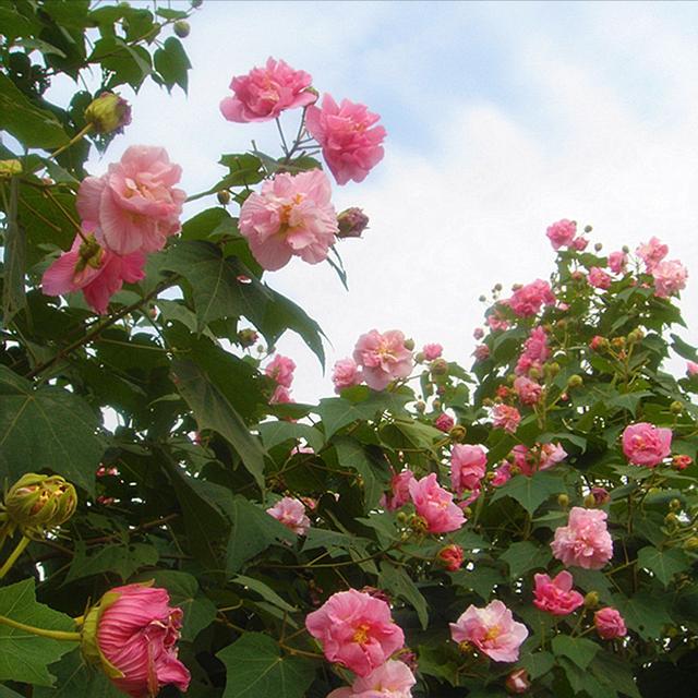 形容女人出水芙蓉是什么意思啊句子,形容女子出水芙蓉