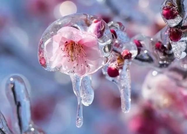 形容女人出水芙蓉是什么意思啊句子,形容女子出水芙蓉