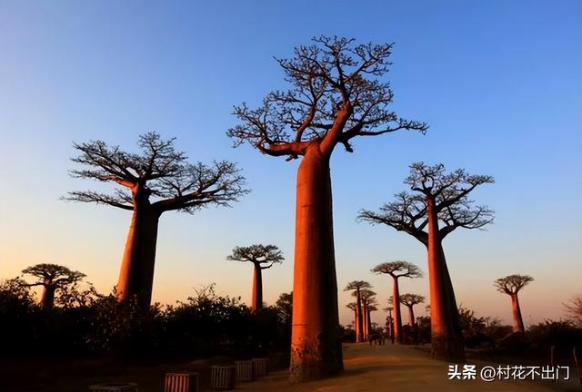 面包树原产自太平洋吗,面包树原产自哪个洋