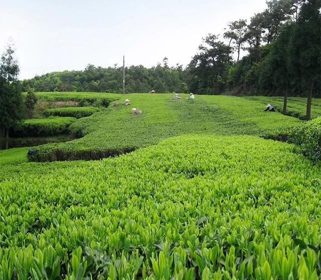 茶叶批发集中采购平台有哪些,茶叶批发集中采购平台有哪些公司