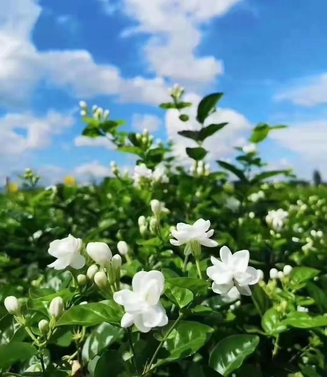 茶叶批发集中采购平台有哪些,茶叶批发集中采购平台有哪些公司