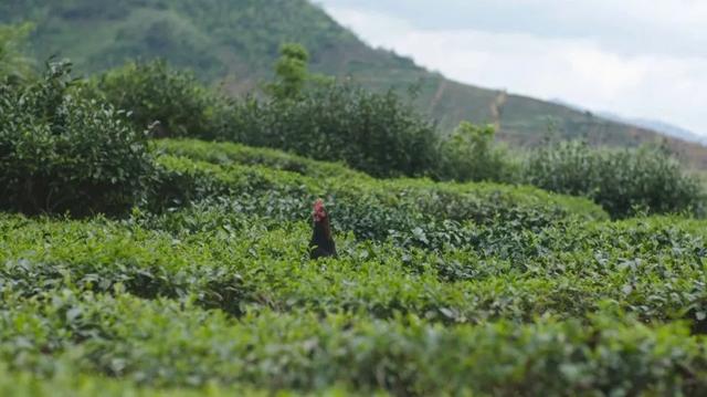 茶叶批发集中采购平台有哪些,茶叶批发集中采购平台有哪些公司