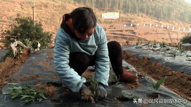 种植黄精亩产利润有多大，黄精种植一亩成本价