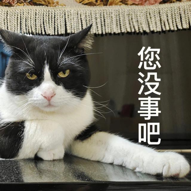 奶牛猫多少钱一只正常价,奶牛猫的智商相当于几岁