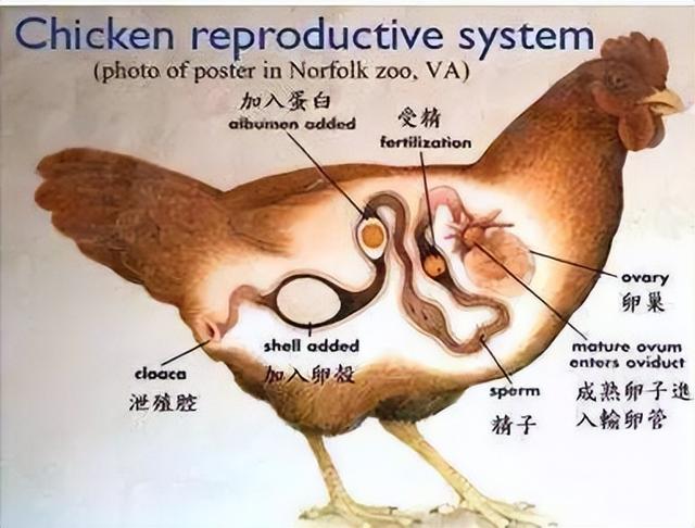 母鸡为什么不和公鸡交配就能产蛋？那公鸡存在的作用是啥？