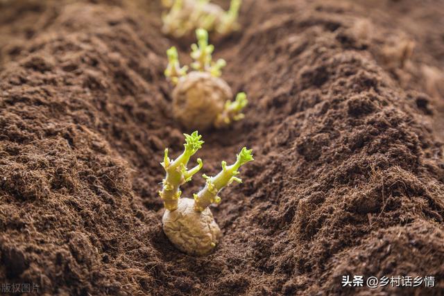 土豆的种植方法和时间,土豆的种植方法和时间视频